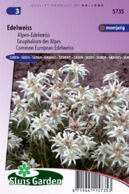 Edelweiss (Leontopodium alpinum) 750 seeds SL